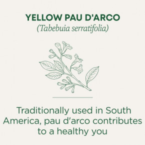 Traditional Medicinals, Yellow Pau d 'Arco, без кофеина, 16 чайных пакетиков, 24 г (0,85 унции) (Товар снят с продажи) в Москве - eco-herb.ru | фото